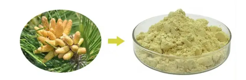 PINE POLLEN POWDER PINE POLLEN POWDER