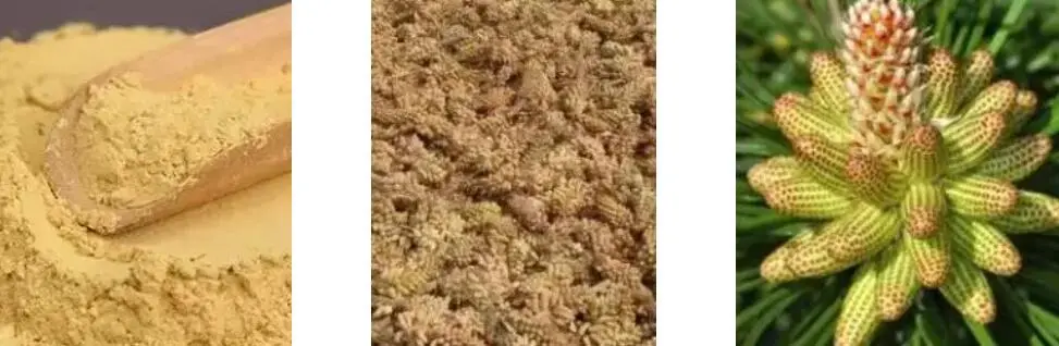 PINE POLLEN POWDER PINE POLLEN POWDER