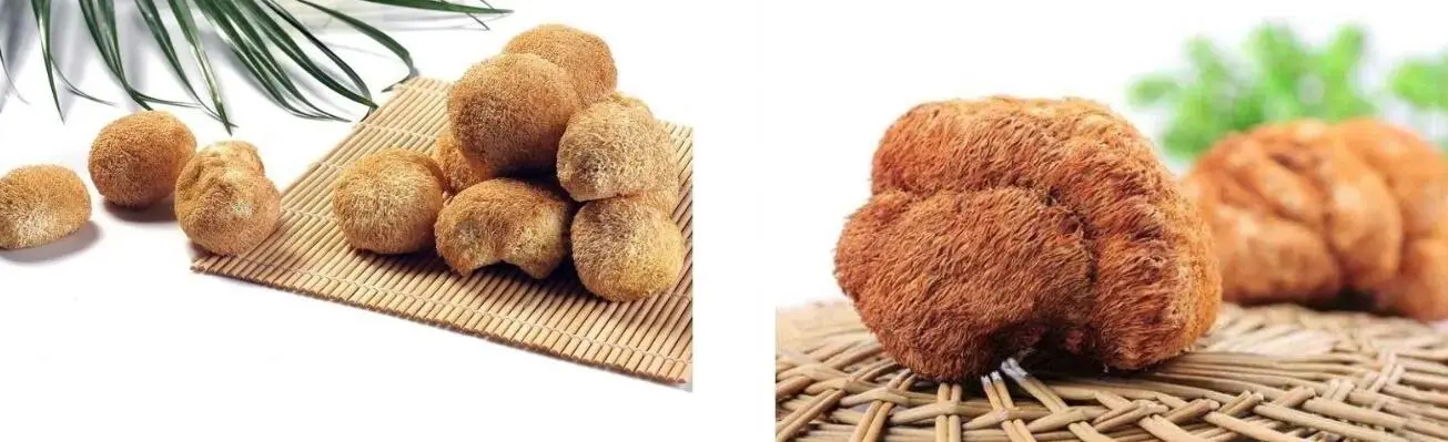 LION'S MANE MUSHROOM EXTRACT POWDER LION'S MANE MUSHROOM EXTRACT POWDER