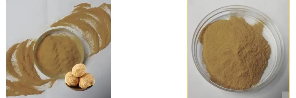 LION'S MANE MUSHROOM EXTRACT POWDER LION'S MANE MUSHROOM EXTRACT POWDER