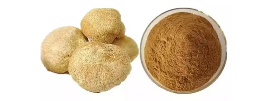 LION'S MANE MUSHROOM EXTRACT POWDER LION'S MANE MUSHROOM EXTRACT POWDER