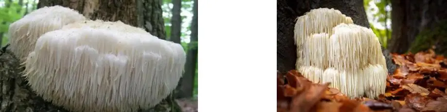 LION'S MANE MUSHROOM EXTRACT POWDER LION'S MANE MUSHROOM EXTRACT POWDER