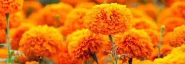 ZEAXANTHIN POWDER ZEAXANTHIN POWDER