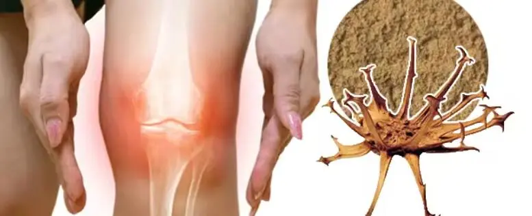 DEVIL'S CLAW ROOT EXTRACT DEVIL'S CLAW ROOT EXTRACT