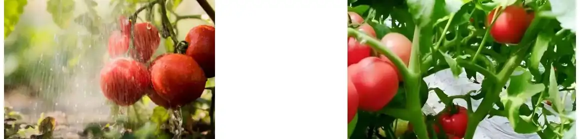 LICOPENO EN POL LICOPENO EN POL