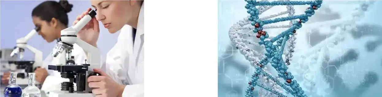 POL DE EXTRACTO DE COGOMELO MENA DE LEÓN POL DE EXTRACTO DE COGOMELO MENA DE LEÓN