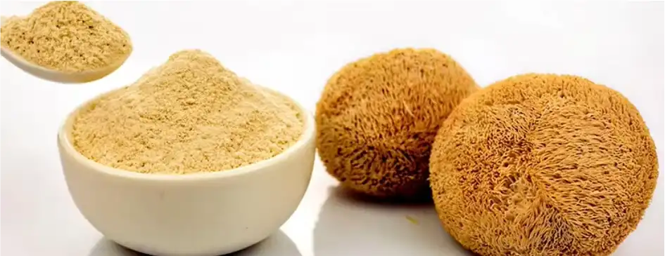 https://www.greenherbnutra.com/mushroom-extract/lion-s-mane-mushroom-extract-powder https://www.greenherbnutra.com/mushroom-extract/lion-s-mane-mushroom-extract-powder
