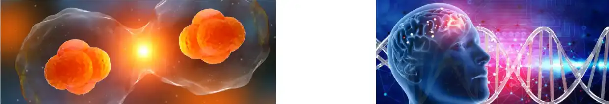 LION'S MANE MUSHROOM EXTRACT POWDER LION'S MANE MUSHROOM EXTRACT POWDER