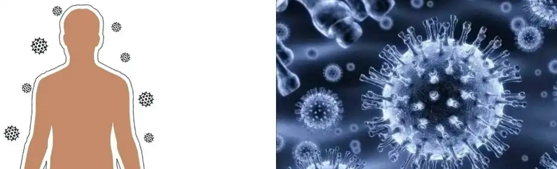 LÉVADO BETA GLUCÁN EN POL LÉVADO BETA GLUCÁN EN POL