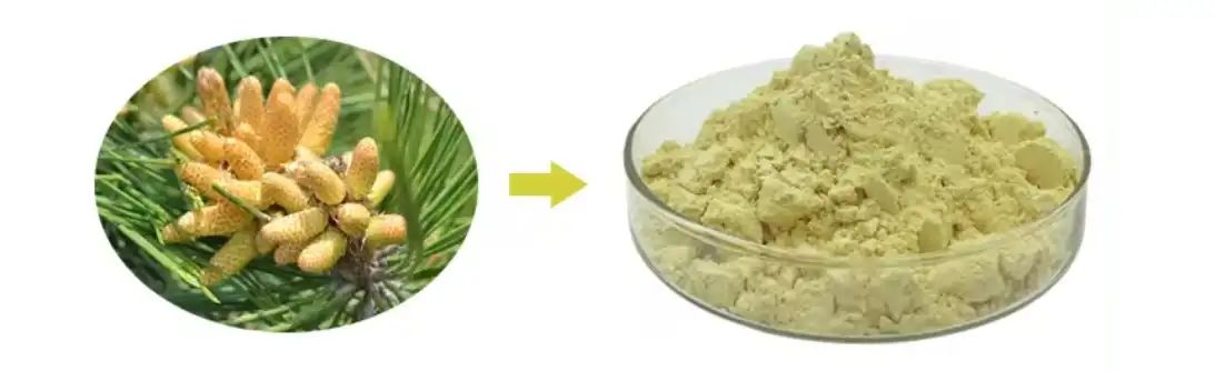 PINE POLLEN POWDER PINE POLLEN POWDER