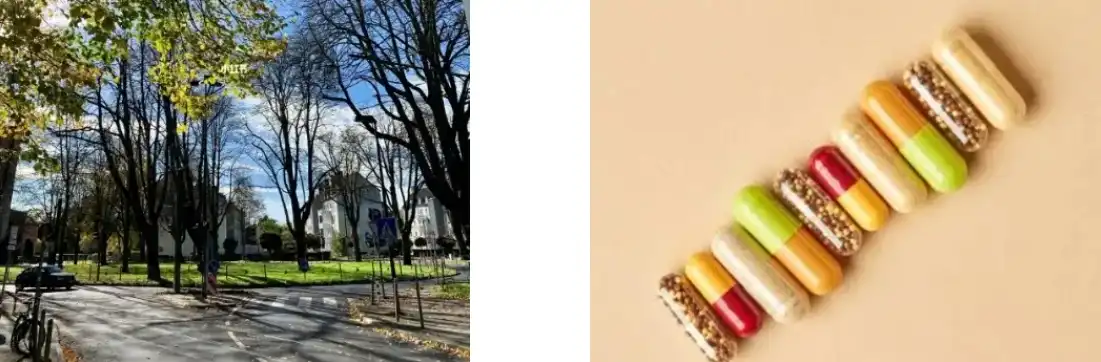 PINE POLLEN POWDER PINE POLLEN POWDER