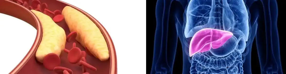 YEAST BETA GLUCAN POWDER YEAST BETA GLUCAN POWDER