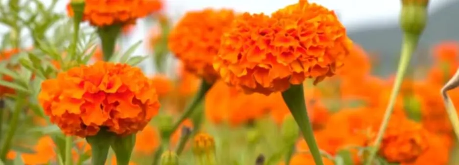 ZEAXANTHIN POWDER ZEAXANTHIN POWDER