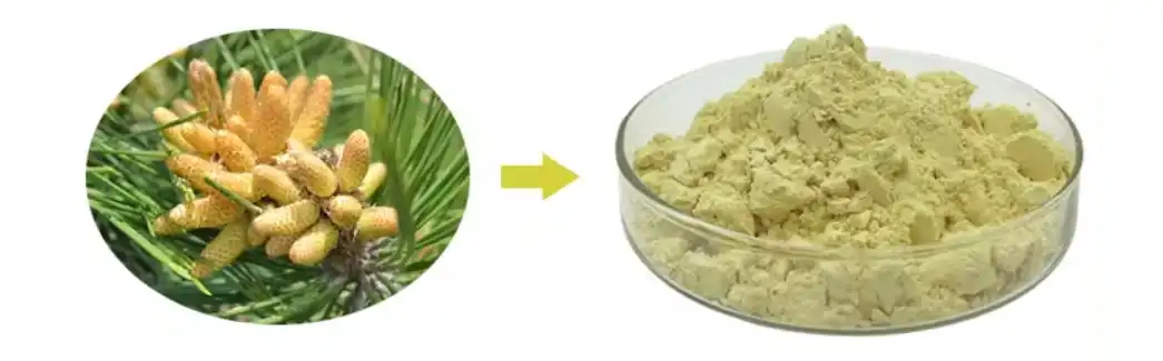 PINE POLLEN POWDER PINE POLLEN POWDER