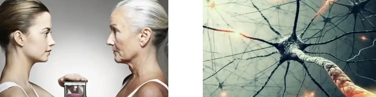 PINE POLLEN POWDER PINE POLLEN POWDER