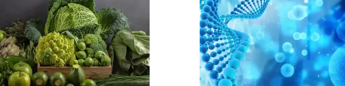 PINE POLLEN POWDER PINE POLLEN POWDER