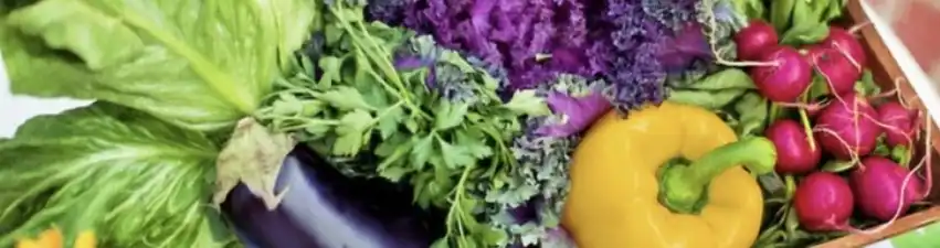 PURE PEA PROTEIN POWDER PURE PEA PROTEIN POWDER