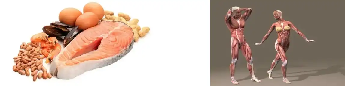 PURE PEA PROTEIN POWDER PURE PEA PROTEIN POWDER