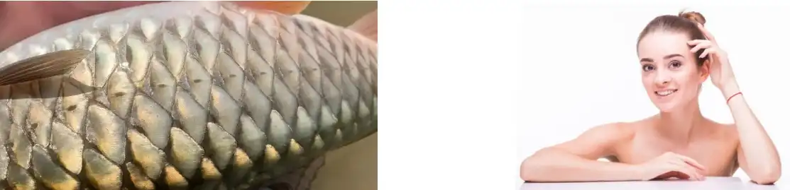 FISH COLLAGEN PEPTIDE FISH COLLAGEN PEPTIDE