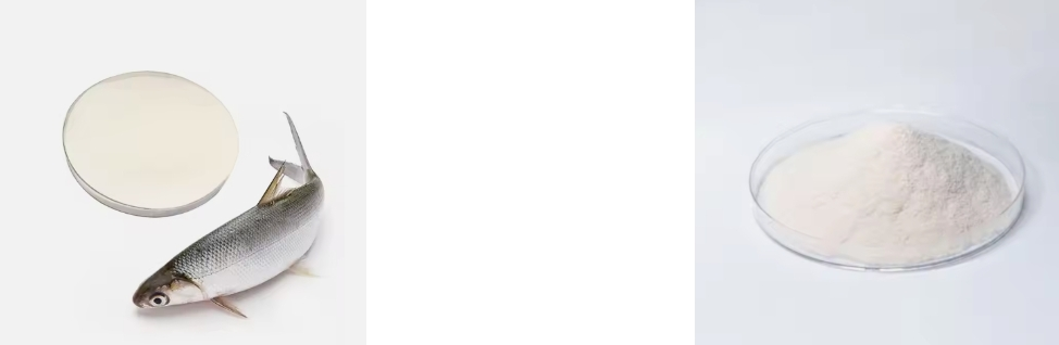 FISH COLLAGEN PEPTIDE FISH COLLAGEN PEPTIDE