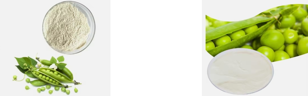 fava bean protein powder fava bean protein powder