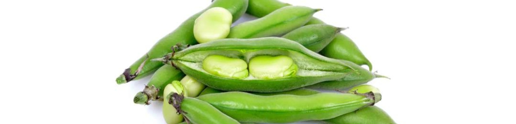 fava bean protein powder fava bean protein powder