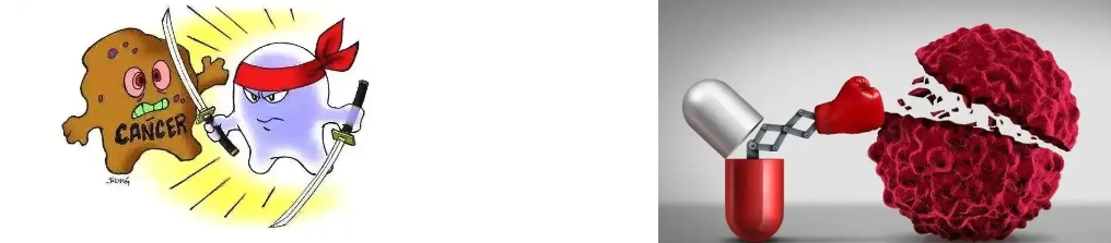 FUCOIDAN POWDER FUCOIDAN POWDER