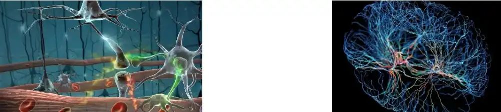 TREMELLA FUCIFORMIS EXTRACT TREMELLA FUCIFORMIS EXTRACT