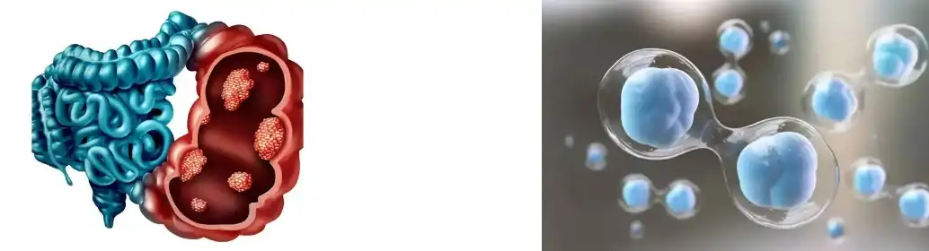 Yeast Beta Glucan Powder Yeast Beta Glucan Powder