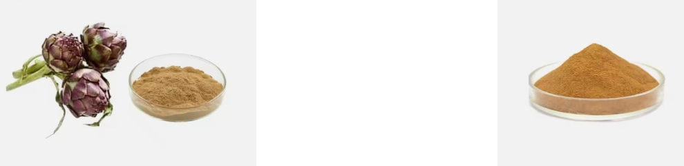 EXTRACTO DE ALCACHOFA EXTRACTO DE ALCACHOFA