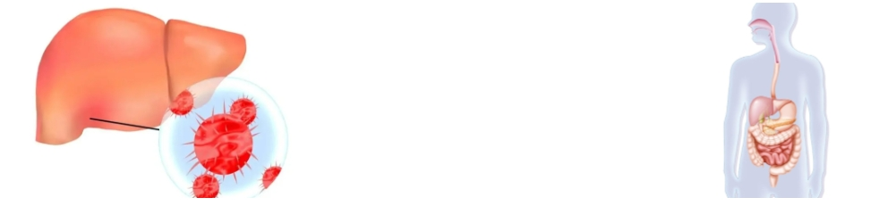 EXTRACTO DE ALCACHOFA EXTRACTO DE ALCACHOFA