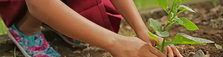 Monk Fruit Extract Powder Monk Fruit Extract Powder