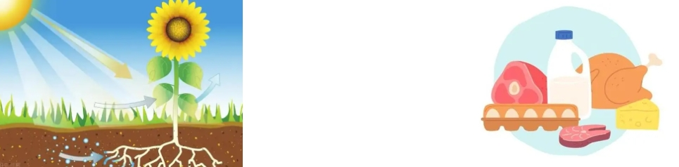 PHYCOCYANIN POWDER PHYCOCYANIN POWDER