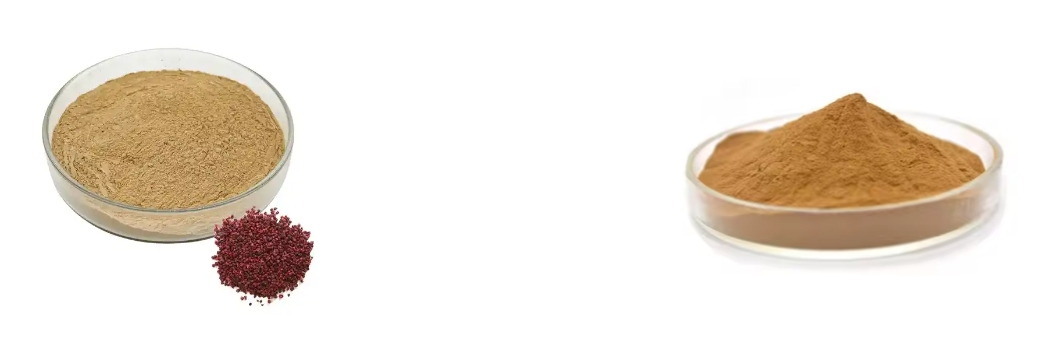 SCHISANDRA EXTRACT POWDER SCHISANDRA EXTRACT POWDER