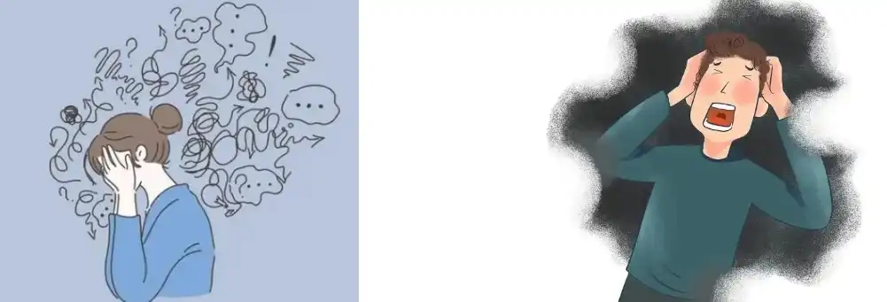 Schisandra Extract Powder Schisandra Extract Powder