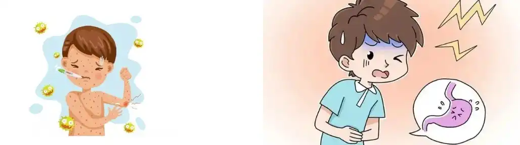 Schisandra Extract Powder Schisandra Extract Powder