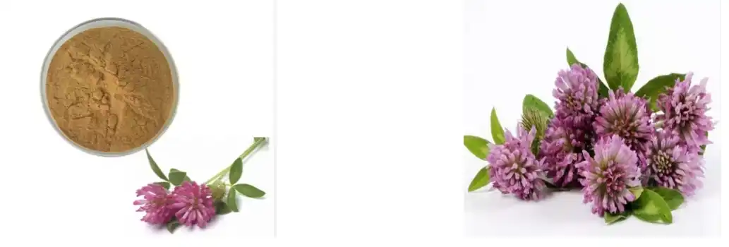 Po de extracto de trébol vermello Po de extracto de trébol vermello