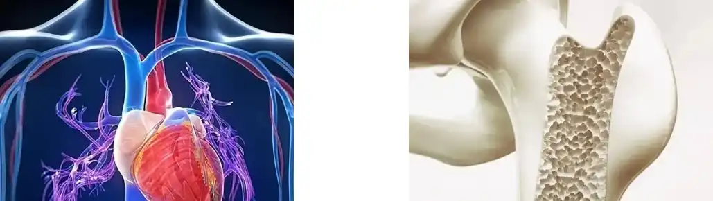 Po de extracto de trébol vermello Po de extracto de trébol vermello