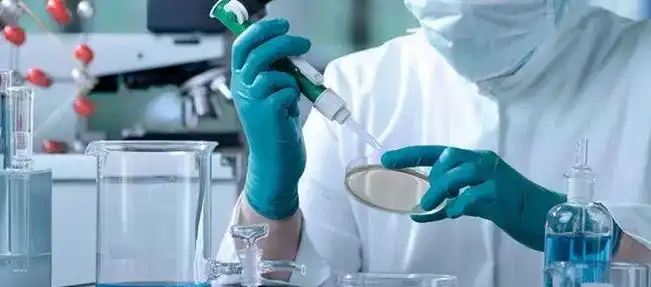 white kidney bean extract white kidney bean extract