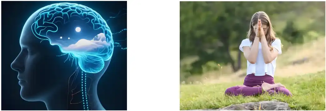 Extracto de ginseng Panax en po Extracto de ginseng Panax en po