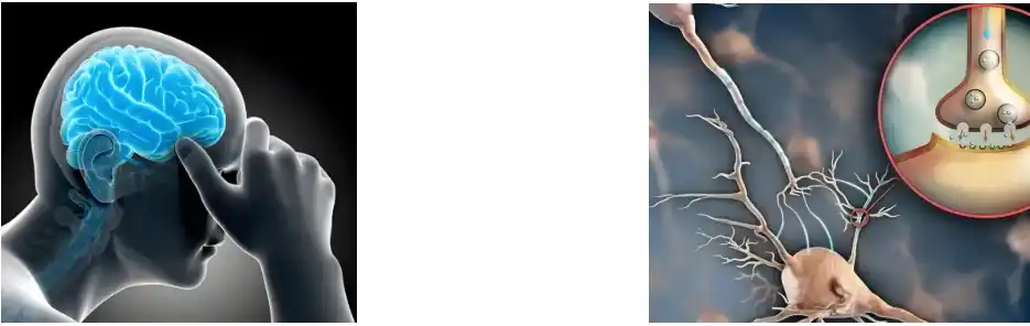 Fabricantes de extracto de ginseng en po de Panax Fabricantes de extracto de ginseng en po de Panax