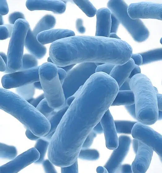 Stevia Extract Powder Stevia Extract Powder