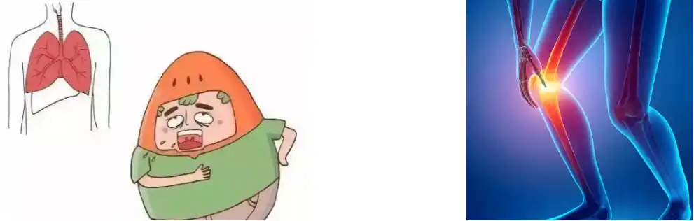 Boswellia Serrata Extract Powder Boswellia Serrata Extract Powder