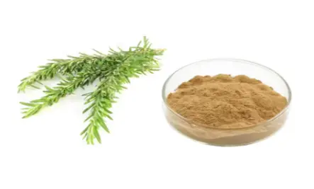 Rosemary Leaf Extract Rosemary Leaf Extract