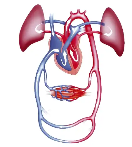 Rosemary Leaf Extract