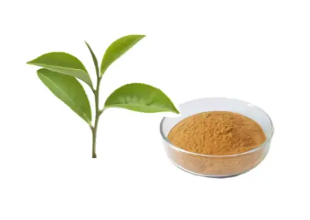 Green Tea Extract Powder Green Tea Extract Powder