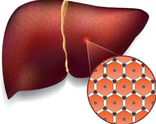 Artichoke Extract Powder