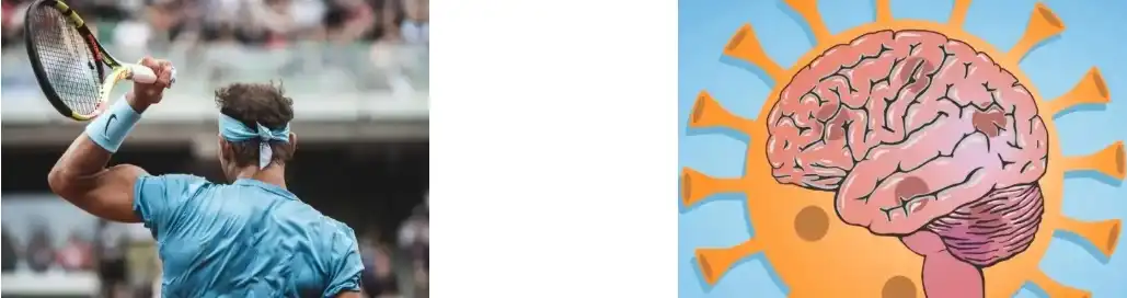 Extracto de Schisandra Extracto de Schisandra