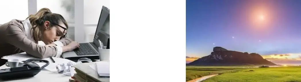 Polvo de Polyporus Umbellatus Polvo de Polyporus Umbellatus