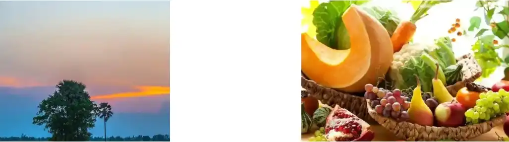 Extracto de cogomelo Shiitake Extracto de cogomelo Shiitake